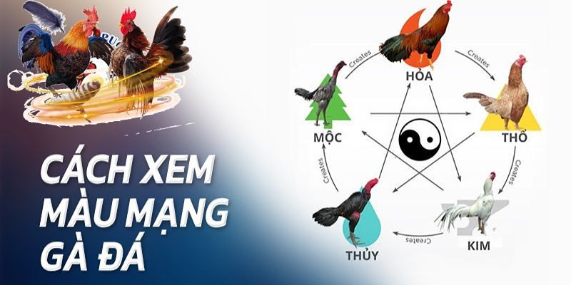 Những cách xem màu mạng gà đá thú vị khác